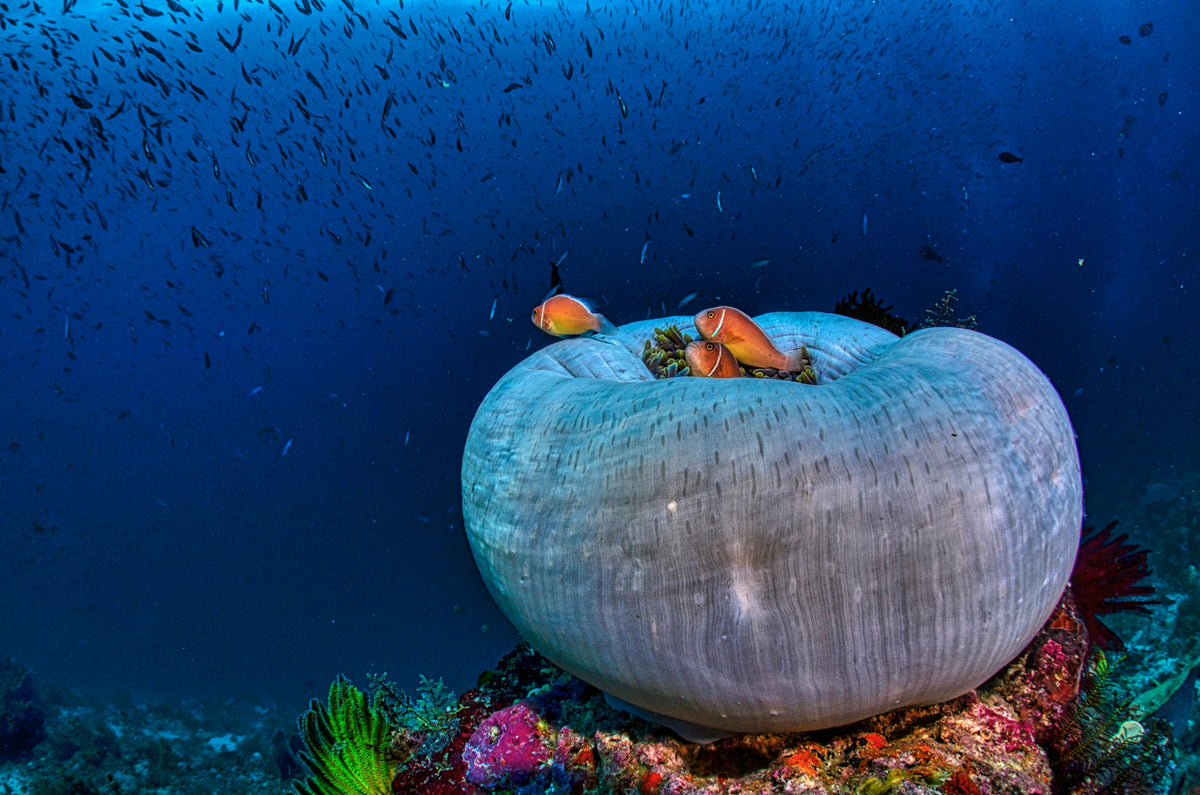 Learn The Art Of Scuba Diving