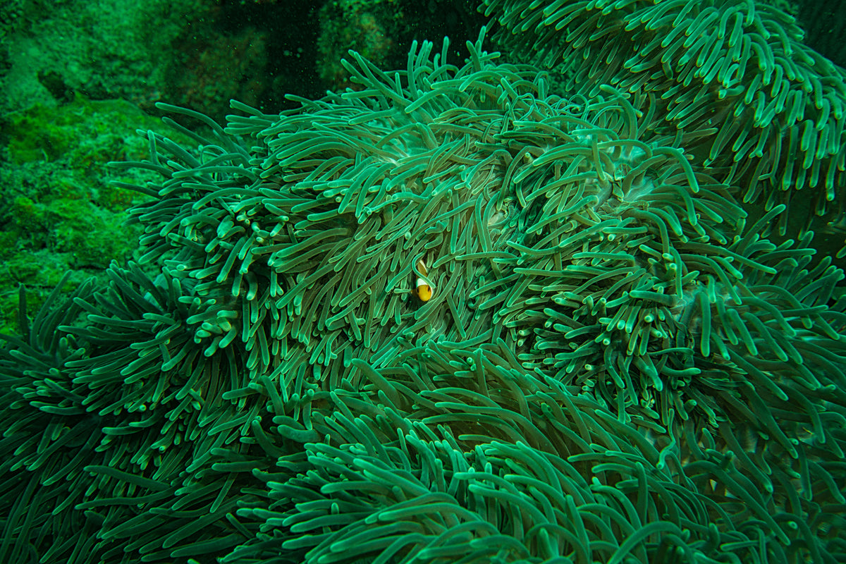 The Hyderabad Diver’s Guide