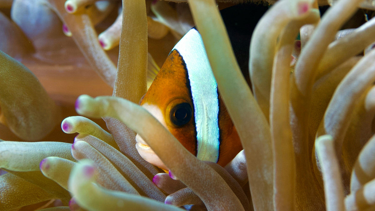 Benefits of Scuba Diving