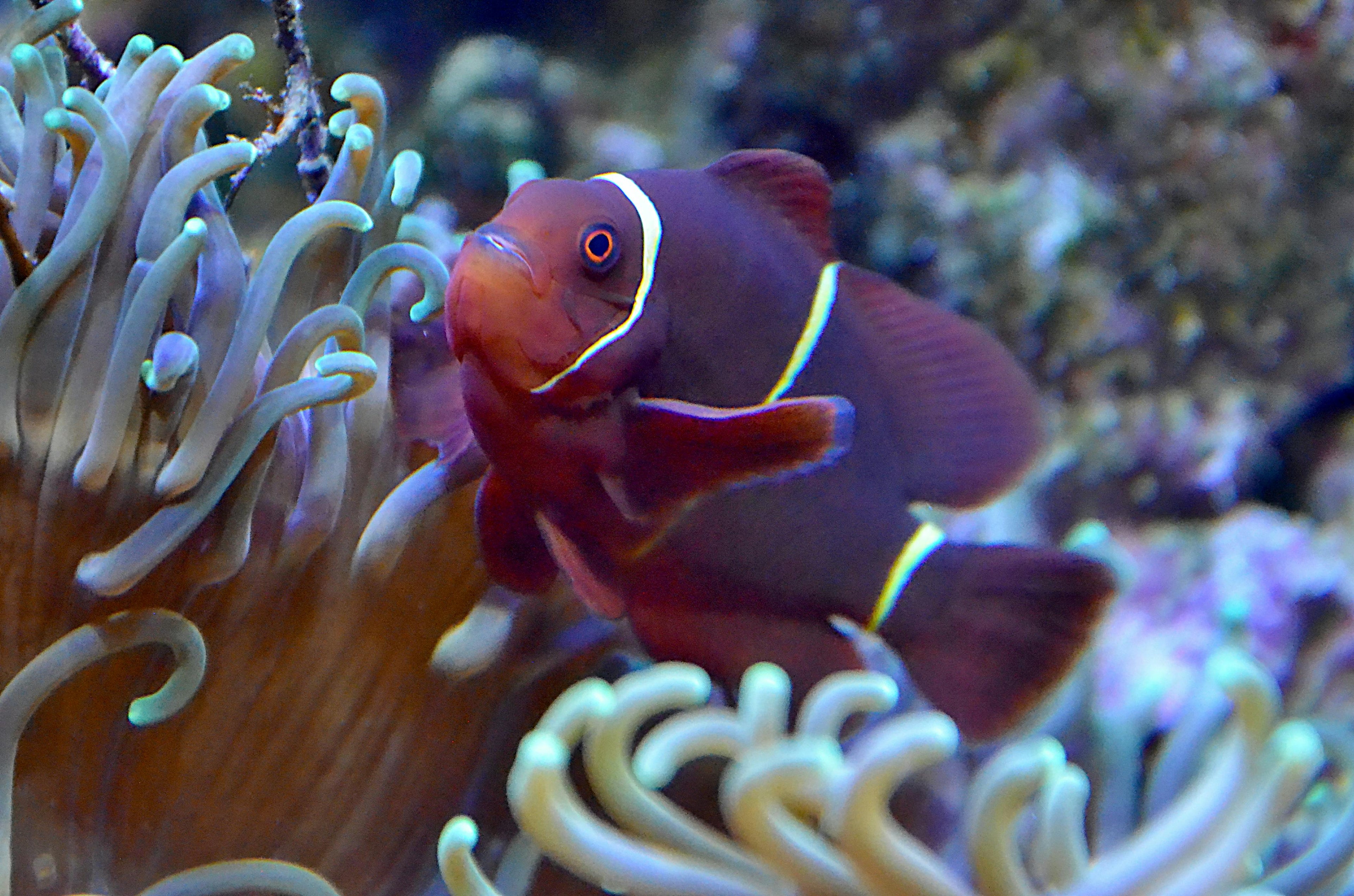 Colorful clownfish swimming among vibrant sea anemones in the Andaman Islands, perfect for scuba diving in Andaman Islands.