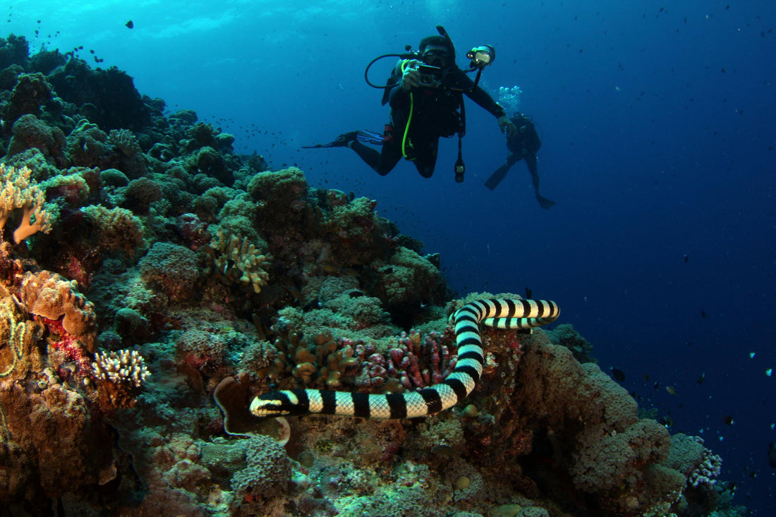 Divers exploring vibrant coral reef while scuba diving with a sea snake in view during Liveaboard Scuba Diving.