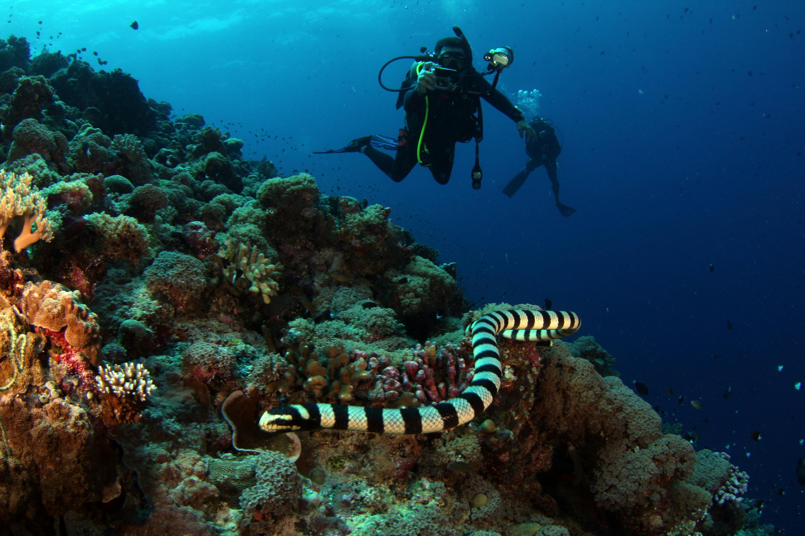 Divers exploring vibrant coral reef while scuba diving with a sea snake in view during Liveaboard Scuba Diving.