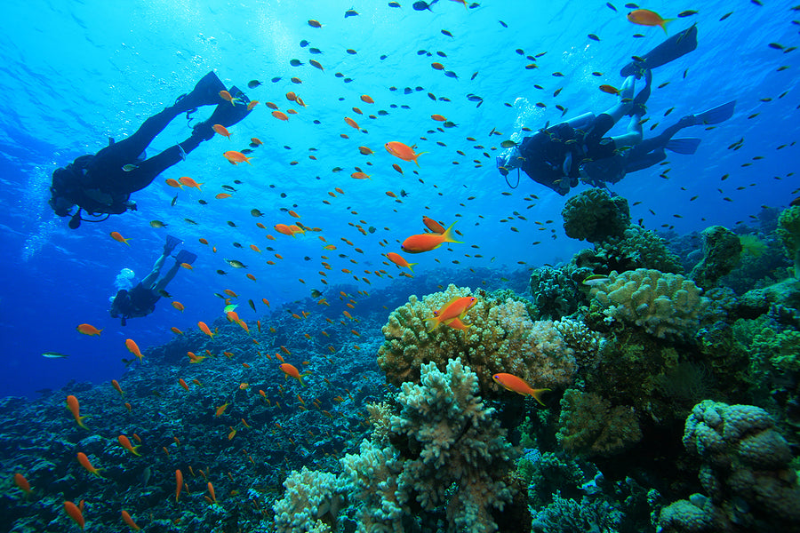 Two divers exploring a vibrant coral reef with colorful fish in clear blue water.
